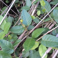 Ceropegia candelabrum var. biflora (L.) Ansari